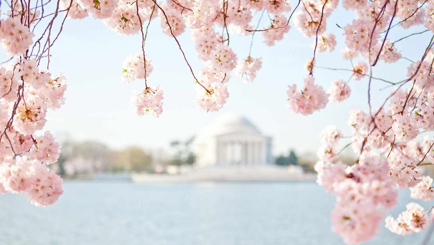 Cherry Blossoms