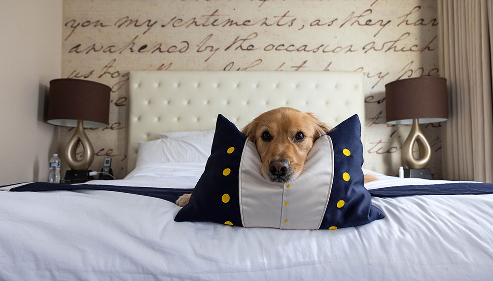 Dog on bed with woman