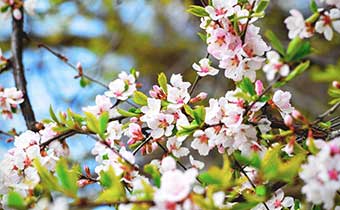cherry blossoms